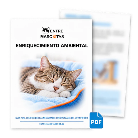 Guía de enriquecimiento ambiental para gatos indoor