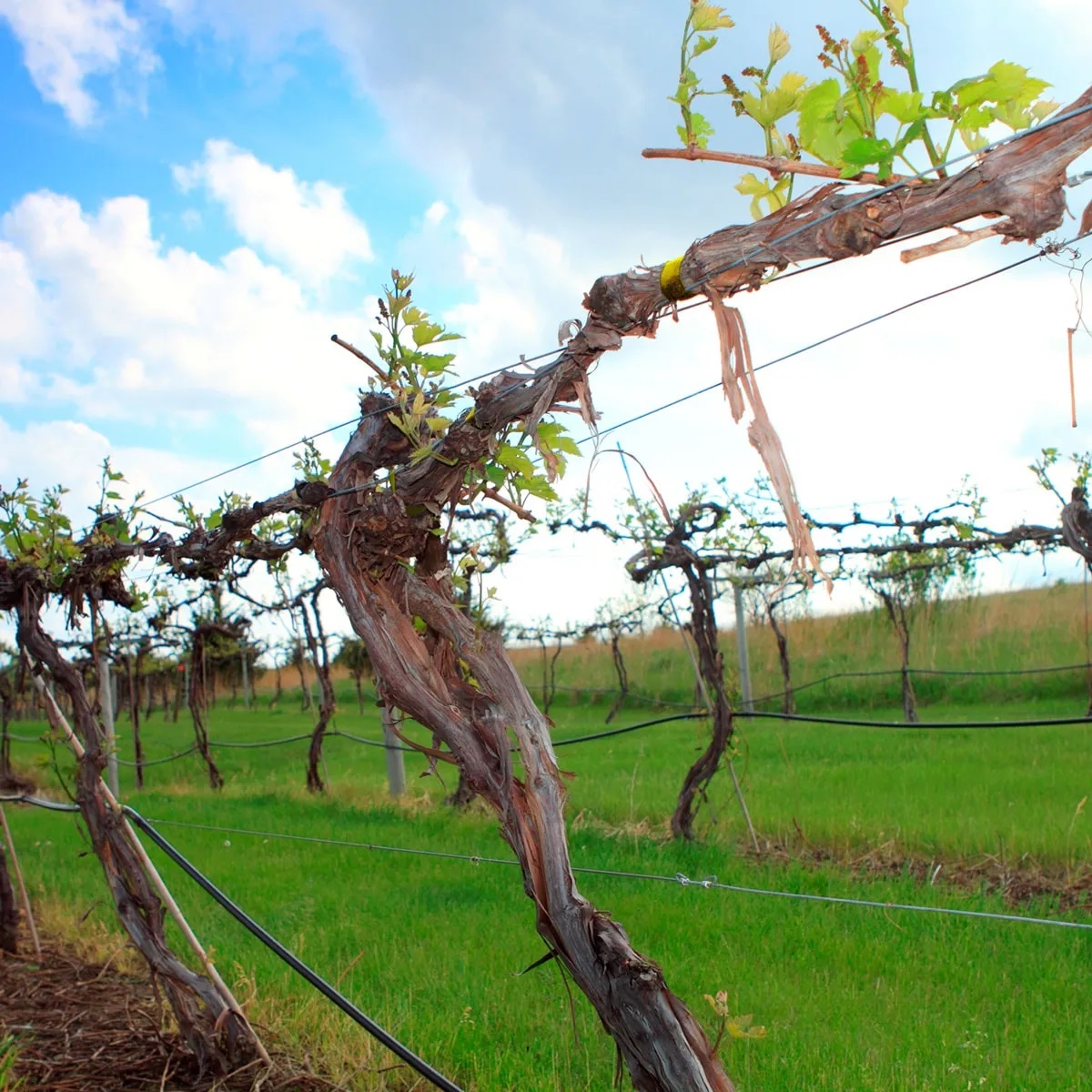 Cinta Amarra Viñas para la agricultura 2