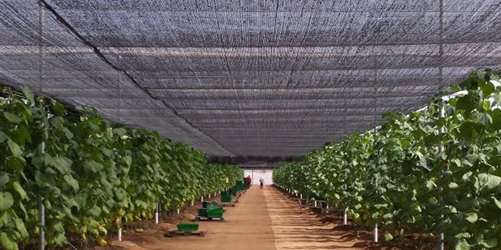 Malla Raschel 80% sombra NEGRO 210 cm de ancho vendida por metro  2