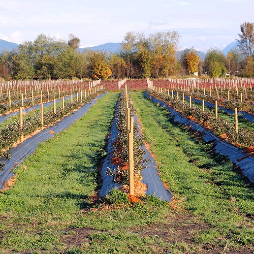 Tela Antimaleza 4m de ancho vendido por metro 2