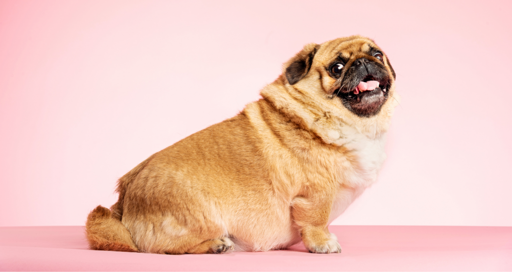 Perros obesos