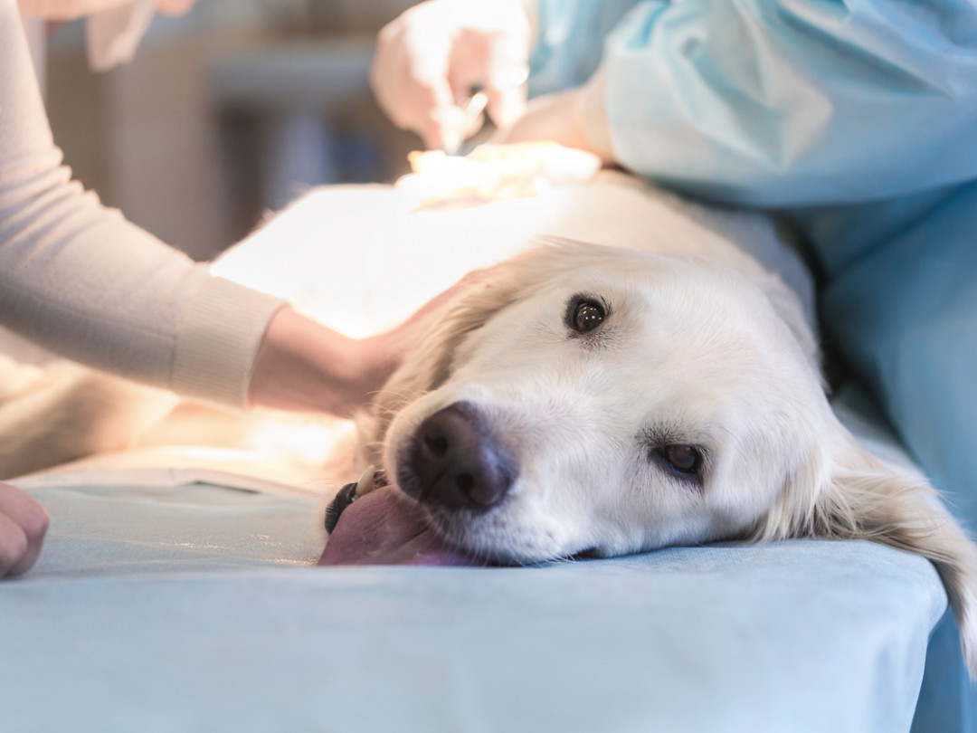 Ventajas e inconvenientes de castrar o esterilizar a tu perro