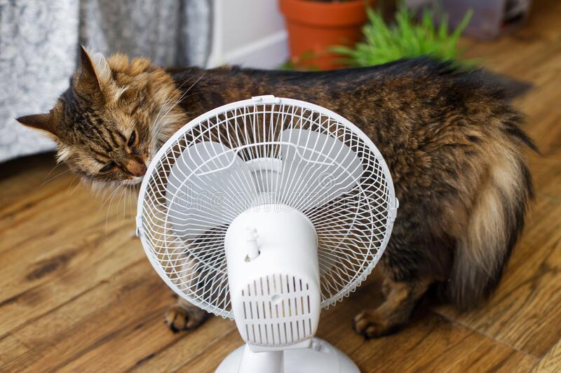 Cómo reconocer si tu perro o gato está sufriendo un golpe de calor
