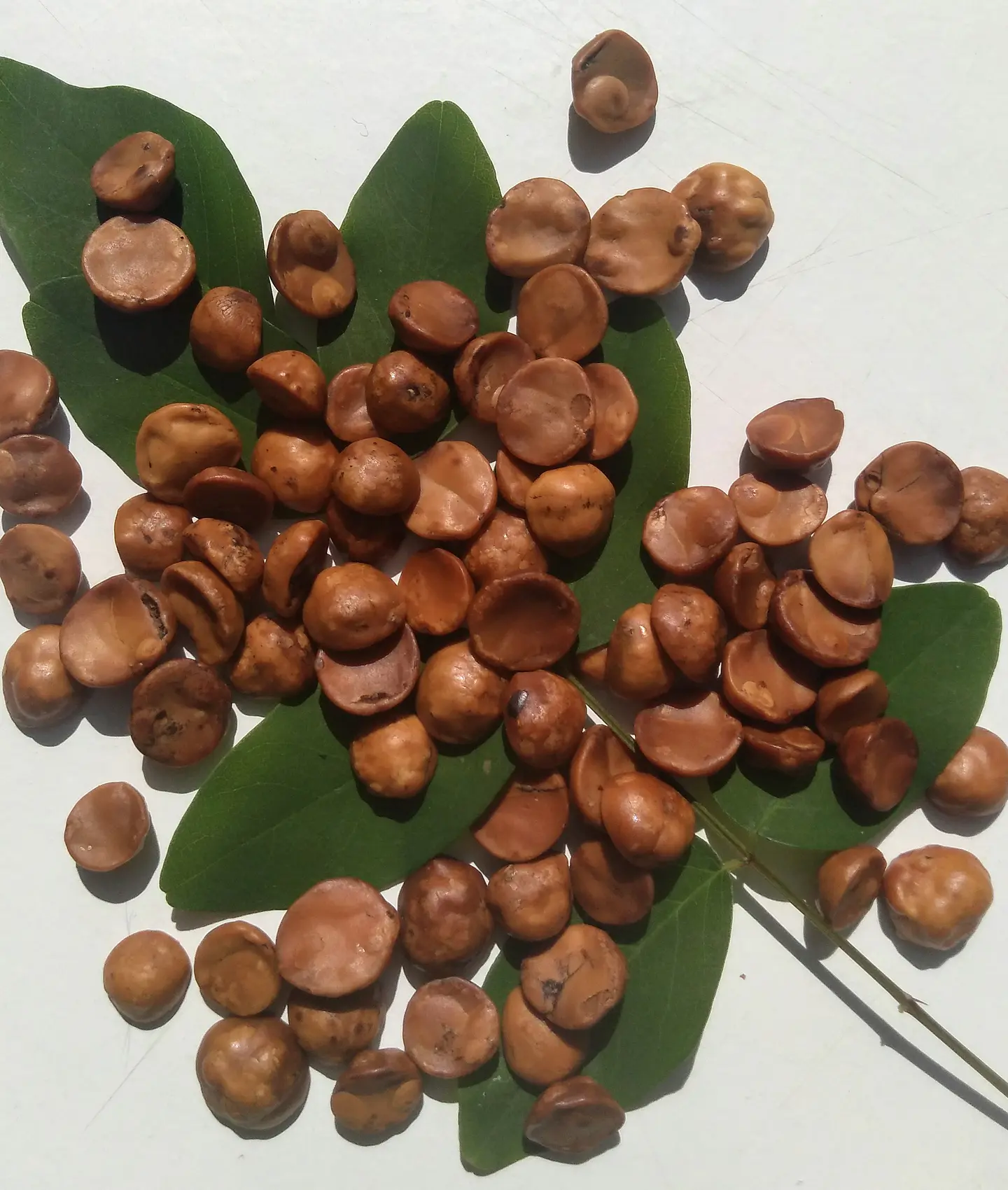 Avellana Europea 100 Gr 3