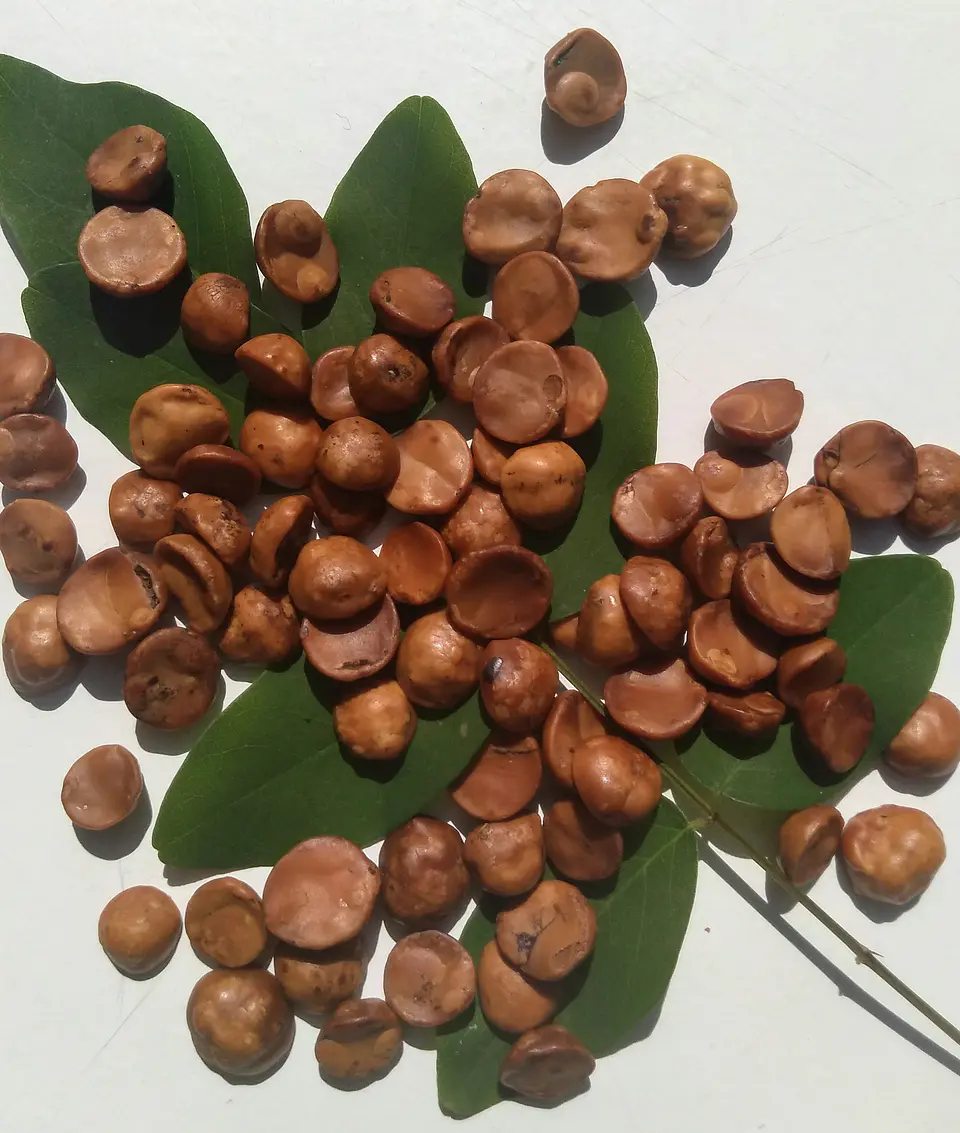 Avellana Europea 100 Gr 3