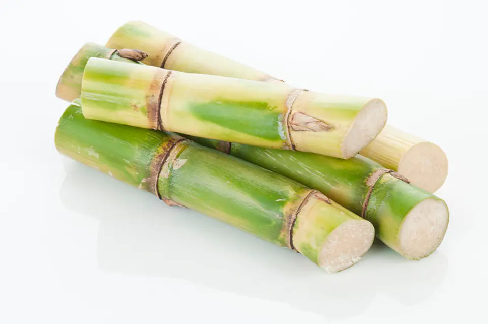 Pack de 25 Envases Hot Dog compostable 3