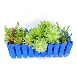 Jardinera de Suculentas | Regala Naturaleza