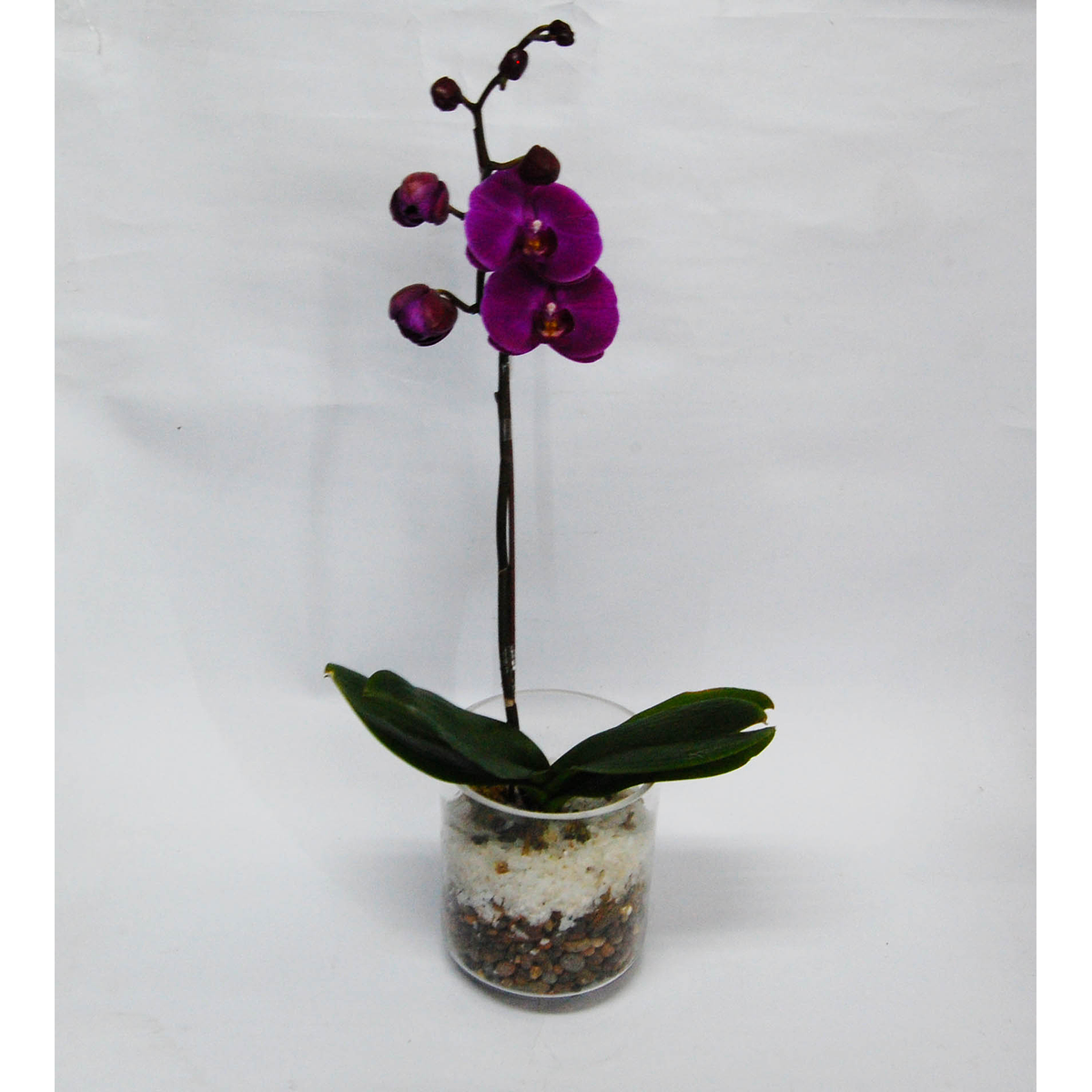 plantas-y-suculentas-envio-flores