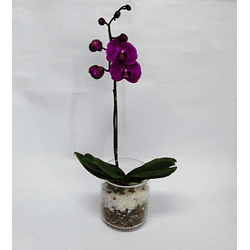 Orquídea en Florero de Vidrio