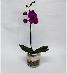 Orquídea en Florero de Vidrio