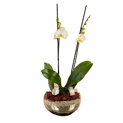 Orquídea en esfera de vidrio