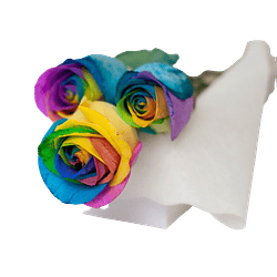 Caja 3 Rosas Arcoiris | Expresa tu Amor con Color 