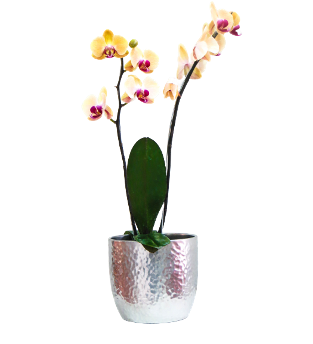 Orquídea phaleanopsis | Regala Inspiración