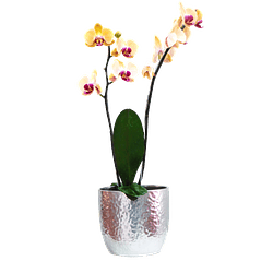 Orquídea phaleanopsis | Regala Inspiración