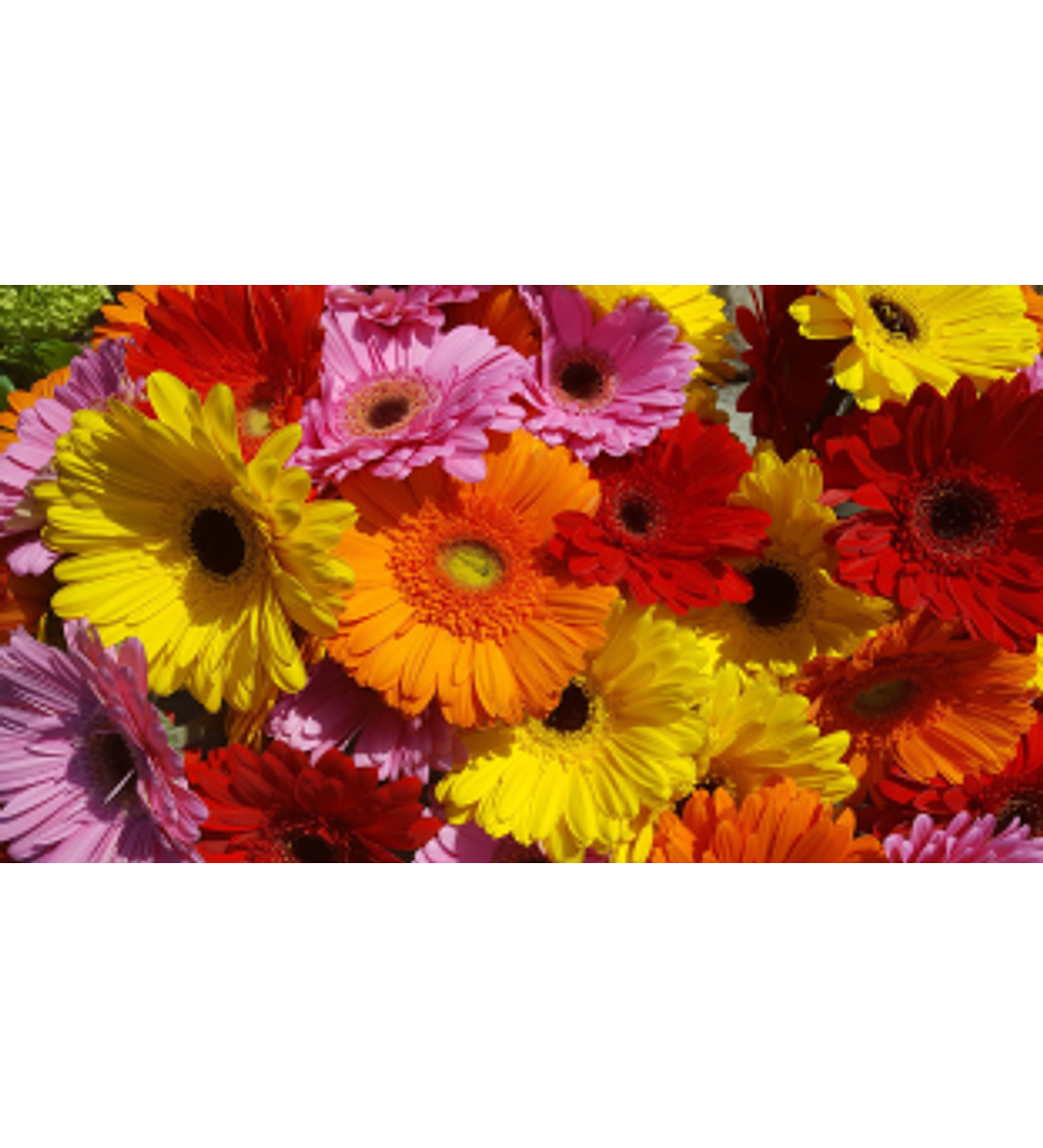 Gerberas