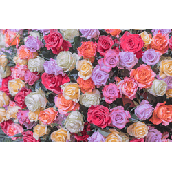 Rosas Ecuatorianas