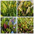 Liliums (Paquete de 10 Varas)