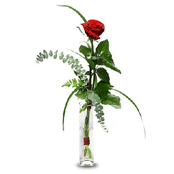 Rosa individual en florero | Expresa Elegancia