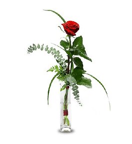 Rosa individual en florero | Expresa Elegancia