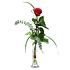 Rosa individual en florero | Expresa Elegancia