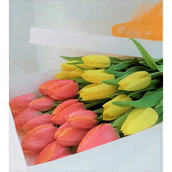 Caja de 20 tulipanes