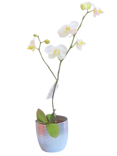 Orquídea en Macetero | Expresa Elegancia y Fragilidad