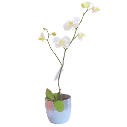 Orquídea en Macetero | Expresa Elegancia y Fragilidad