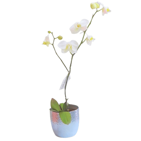 Orquídea en Macetero | Expresa Elegancia y Fragilidad