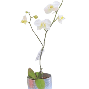 Orquídea en Macetero | Expresa Elegancia y Fragilidad