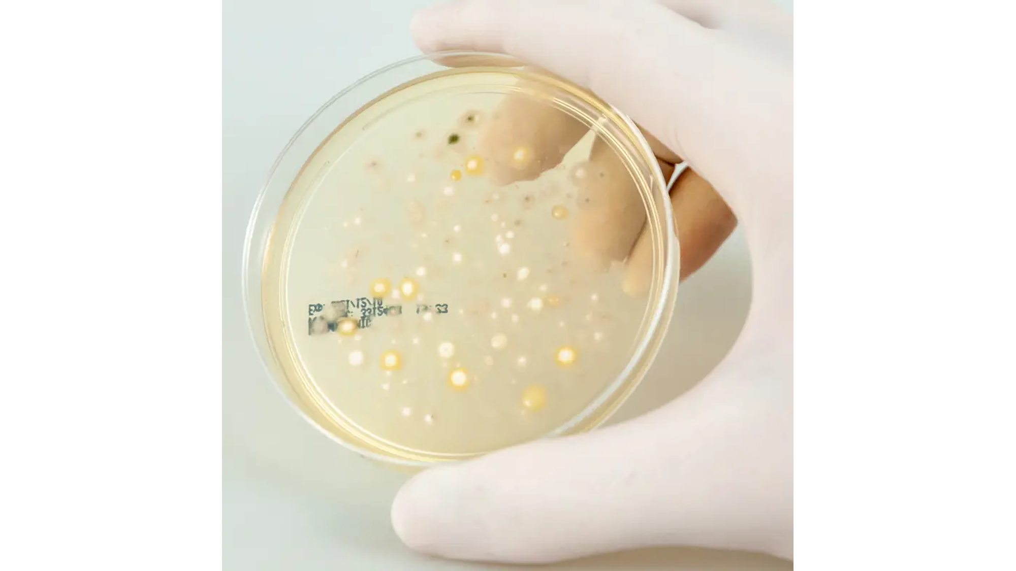 Coletor de Germes PCE-AS 1 11