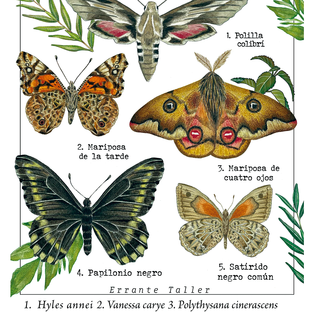 Postal Mariposas Nativas