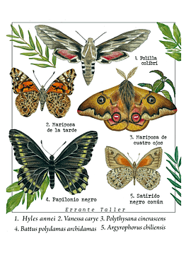 Postal Mariposas Nativas