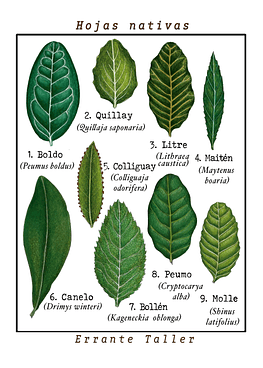 Postal Hojas Nativas