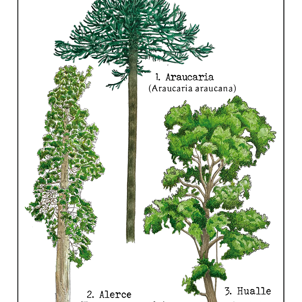 Postal Árboles Nativos 