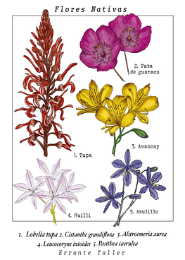Postal Flores Nativas
