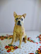 Memorial Bulldog Frances Escultura - Miniatura 2