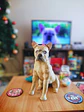 Memorial Bulldog Frances Escultura - Miniatura 3