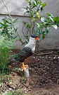 Escultura Ave Carancho o Traro  - Miniatura 4