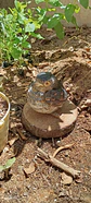 Chincol polluelo escultura ave  - Miniatura 2