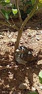 Chincol polluelo escultura ave  - Miniatura 4