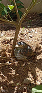 Chincol polluelo escultura ave  - Miniatura 6