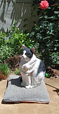 Memorial Mascota Gato - Miniatura 6