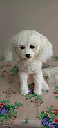 Memorial Mascota Puddle toy - Miniatura 4