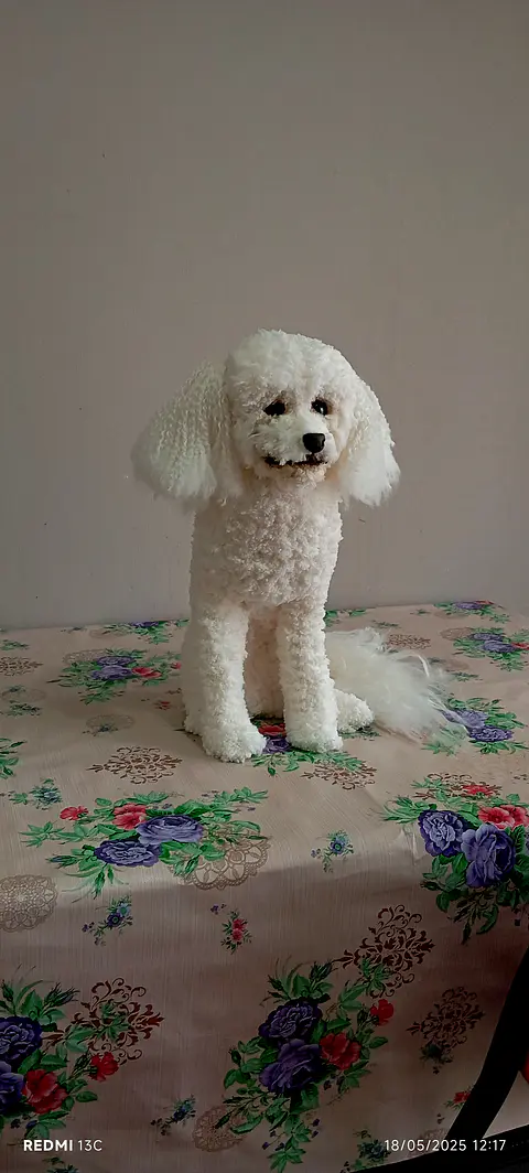 Memorial Mascota Puddle toy
