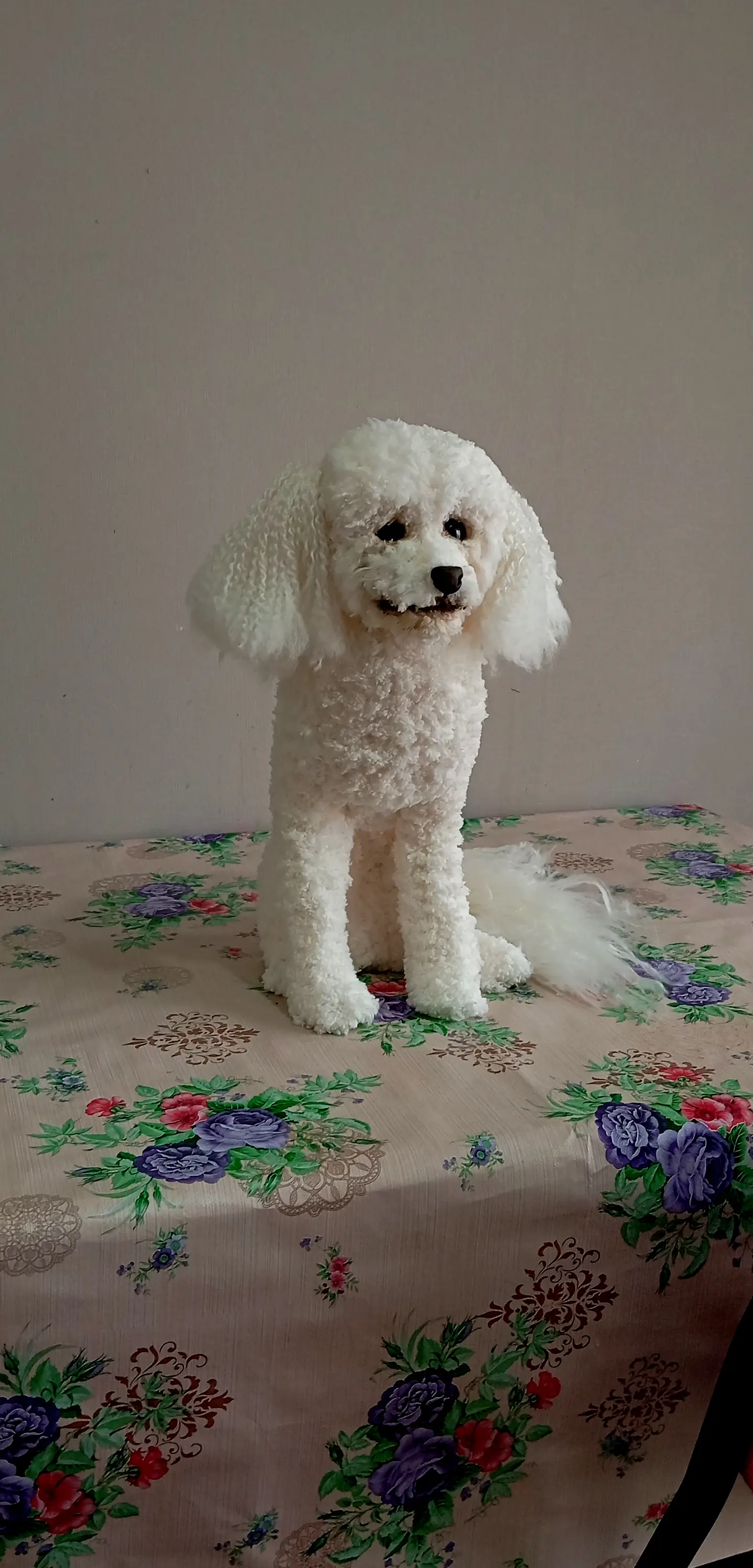 Memorial Mascota Puddle toy 2