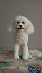 Memorial Mascota Puddle toy - Miniatura 1