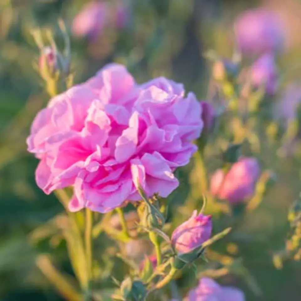 Velas Soya Rosa Bulgara 1
