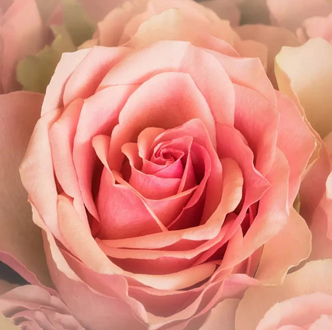 Esencias Aromaticas Rosa Bulgara