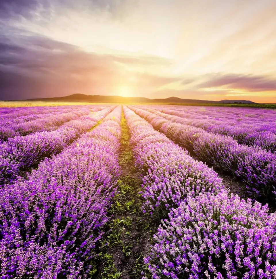 Esencia Aromática Lavanda 1