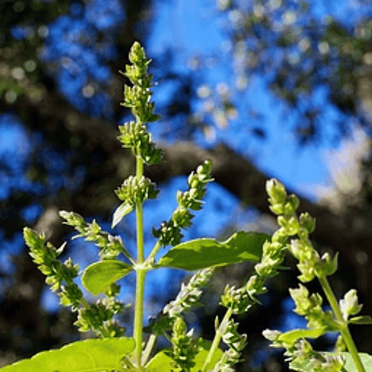 Esencia Aromática Pachuli